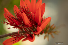 小石川植物園にて②
