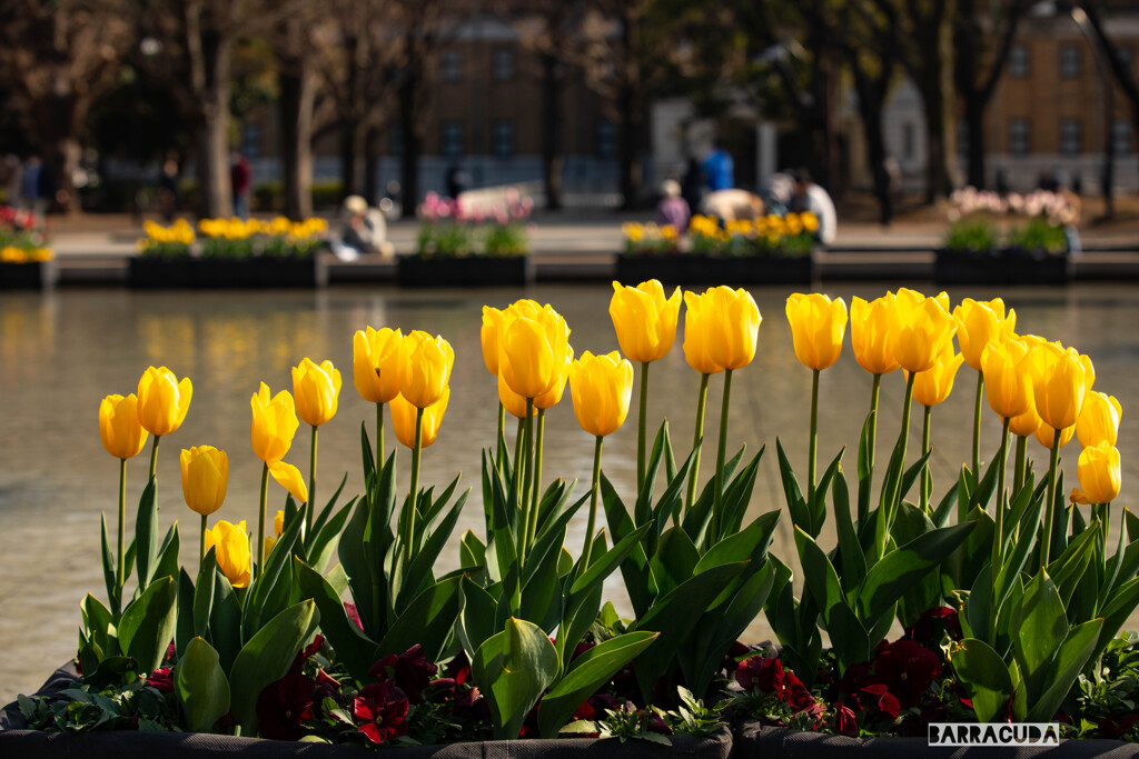 もうチューリップって咲くんでしたっけ！？②