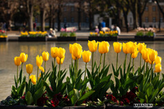 もうチューリップって咲くんでしたっけ!?②