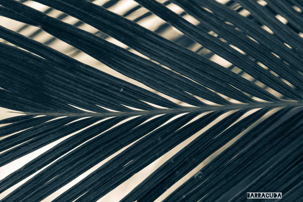 造形美『ロべの葉』