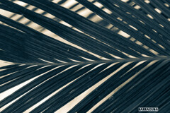 造形美『ロべの葉』