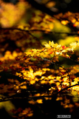 最後の紅葉・三渓園⑤