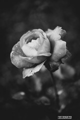 薔薇(参考出品)