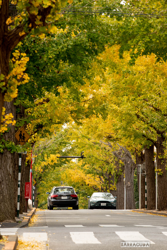 銀杏並木②