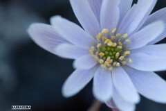 似たような花シリーズ⑤