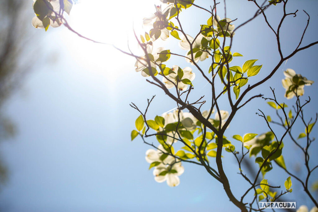 晴天を衝くハナミズキ