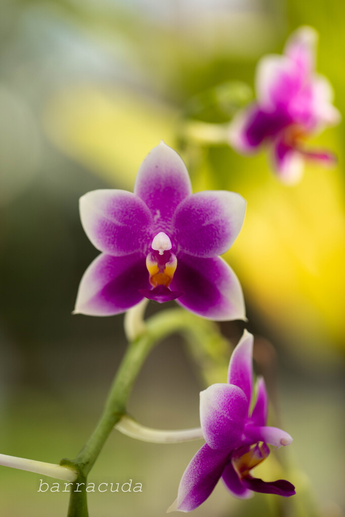 大船フラワーセンター⑩