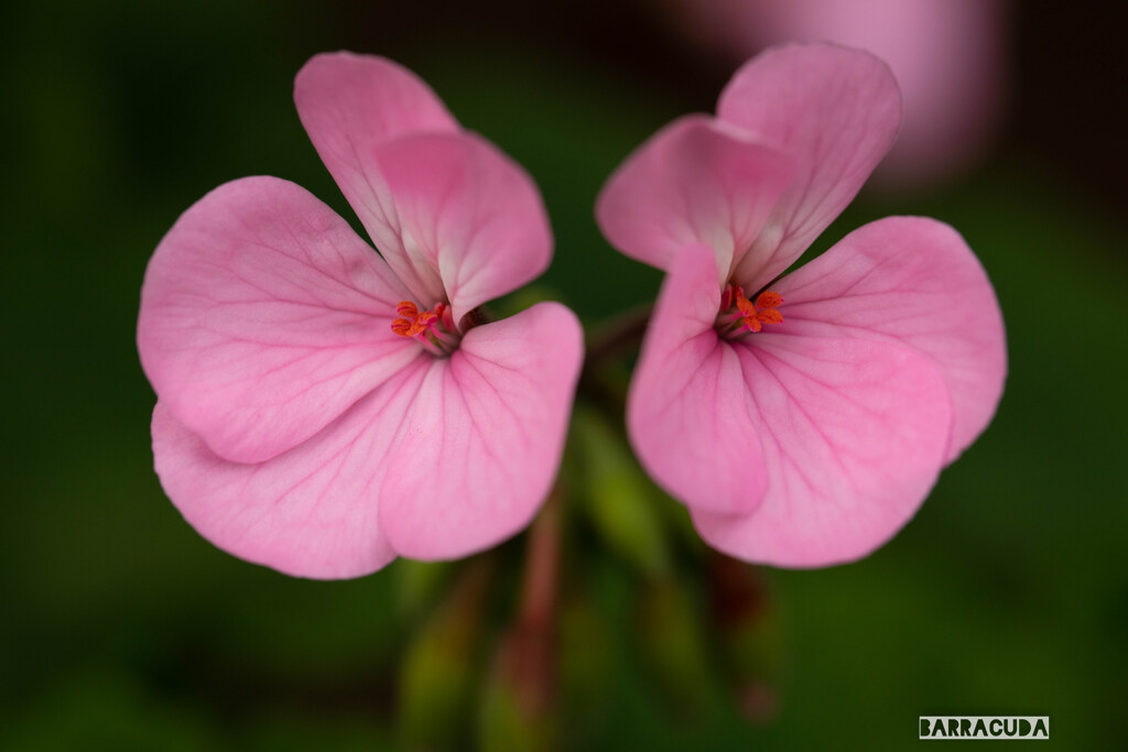 木場公園にて⑩