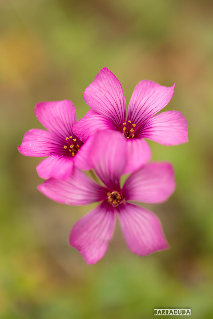 草花シリーズ⑦