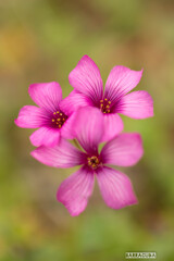 草花シリーズ⑦