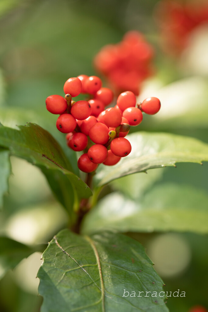 魅力的な葉っぱたち④