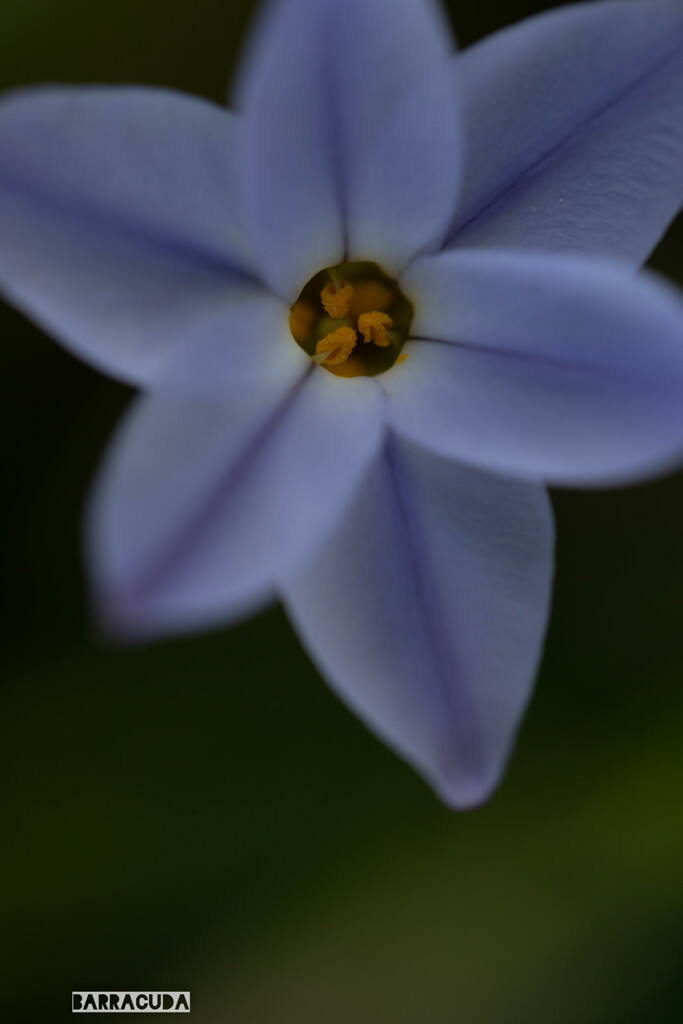 ハナニラシリーズ③