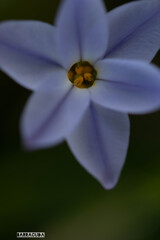 ハナニラシリーズ③