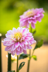 灼熱のダリア園