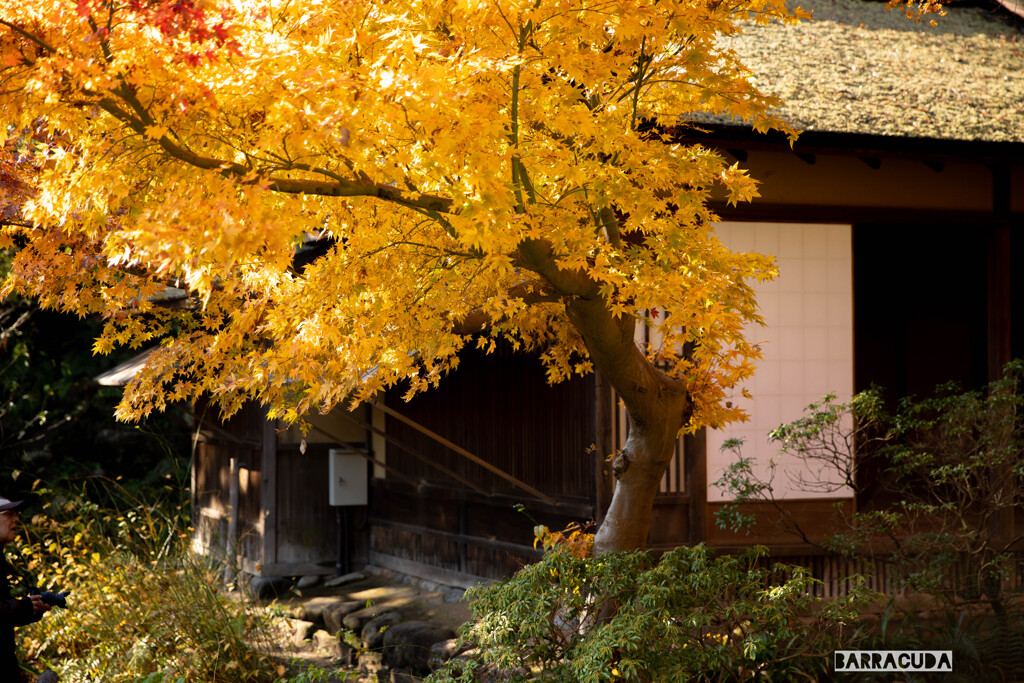 最後の紅葉・三渓園③