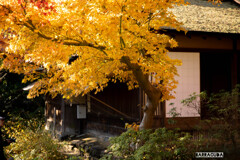 最後の紅葉・三渓園③