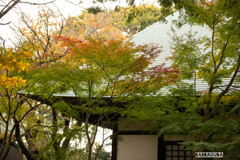 九品仏・浄真寺のモミジ