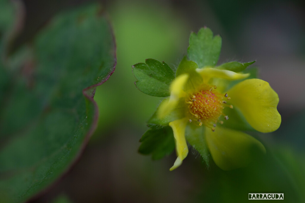 舞岡の名も知らない草花③