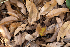 落ち葉シリーズ①