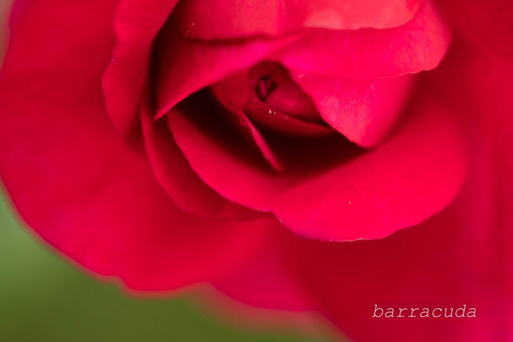 港が見える丘公園③