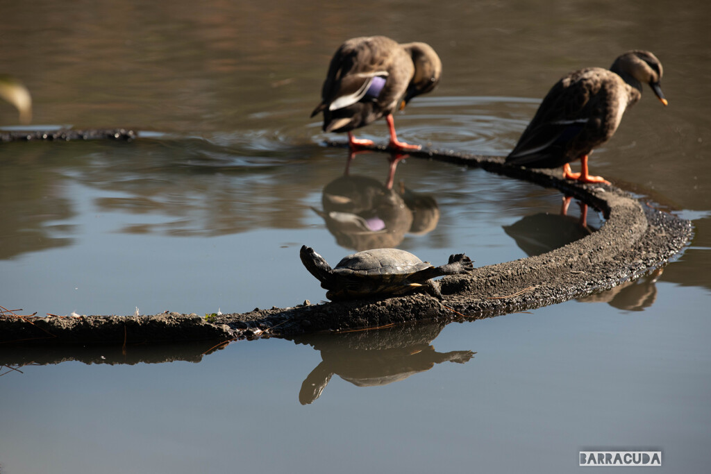 『のけぞるカメとそしらぬカモ』（三渓園・番外編）