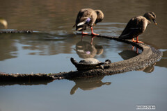 『のけぞるカメとそしらぬカモ』（三渓園・番外編）