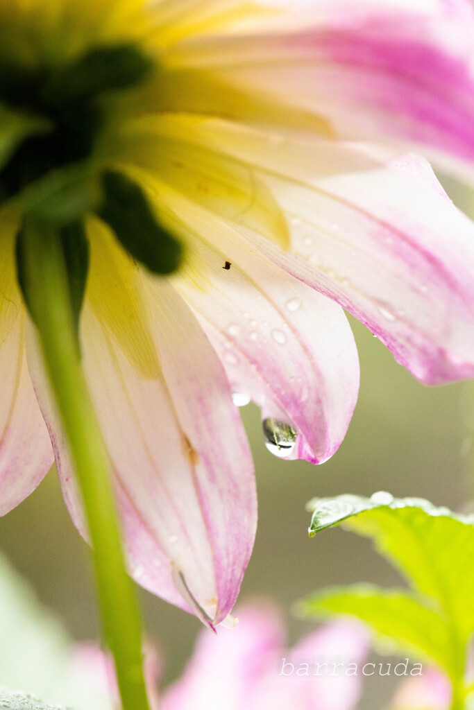 町田ダリア園シリーズⅡ　⑥