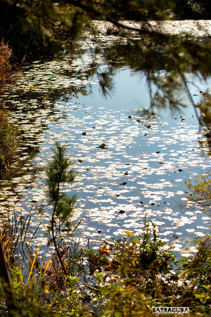 『クロード・真似』（三渓園・番外編）