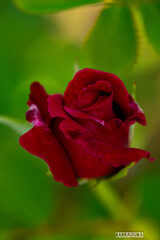 これはわかる。薔薇の蕾