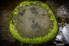 丸石　プラス　苔