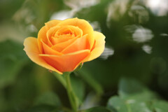 薔薇4種（蔵出し）３