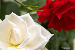 代々木公園バラの園⑥