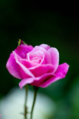 薔薇4種（蔵出し）４