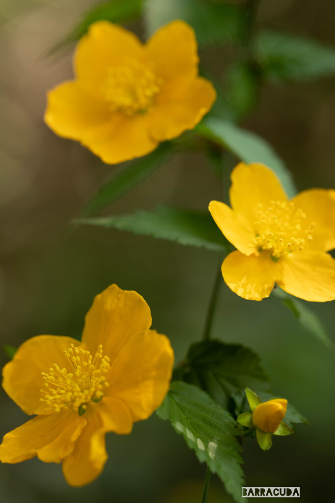 山吹シリーズ⑤