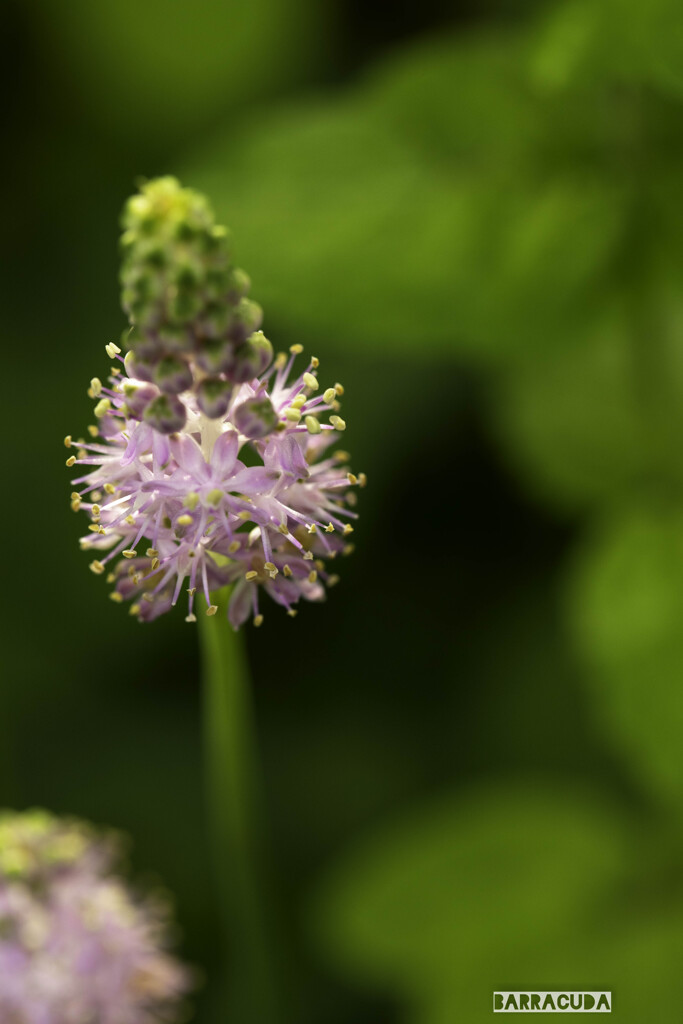 舎人(とねり)公園①