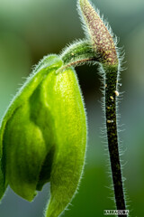 小石川植物園にて④