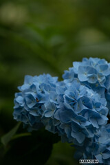 紫陽花８態⑦