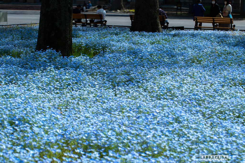 日比谷公園へ⑦