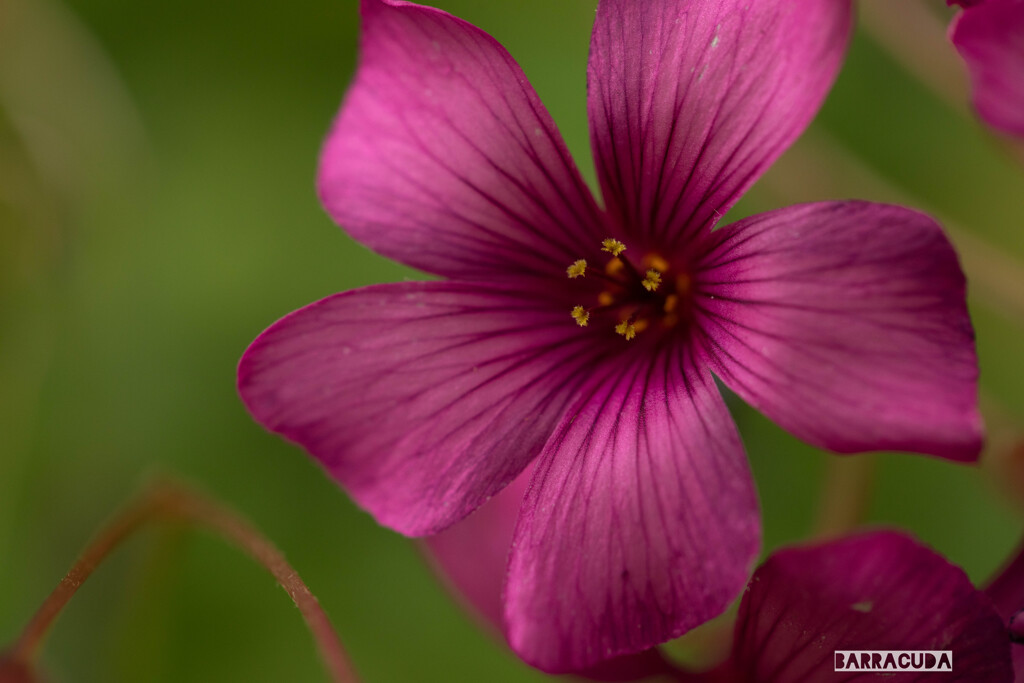 草花シリーズ⑧