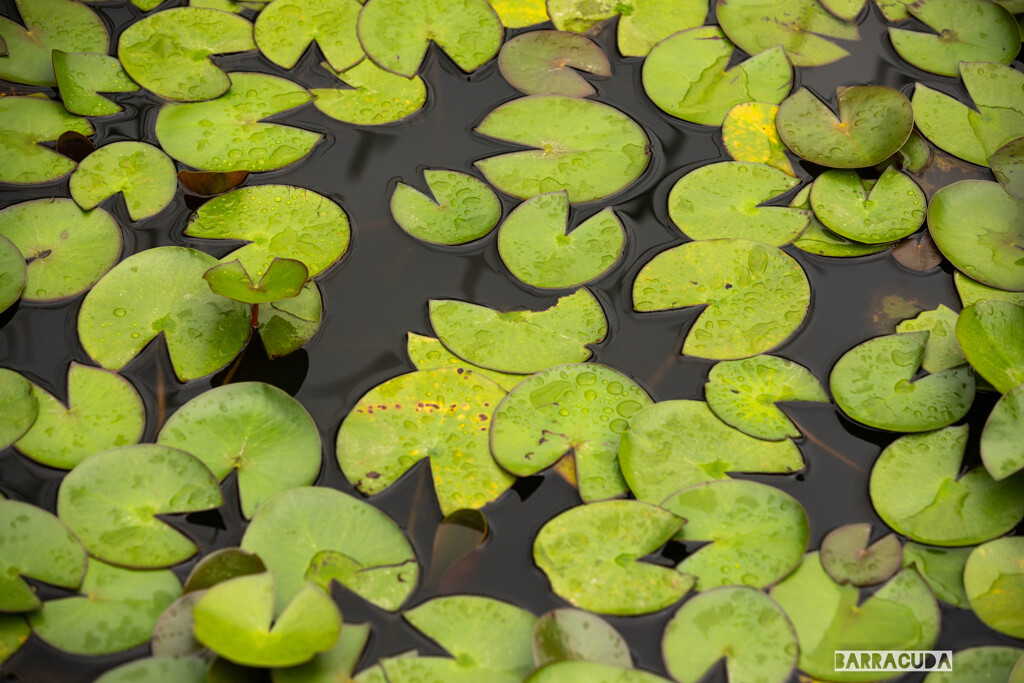久良岐公園にて⑦