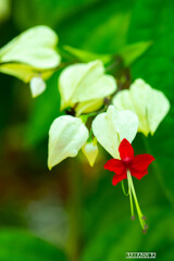 灼熱の小石川植物園⑨