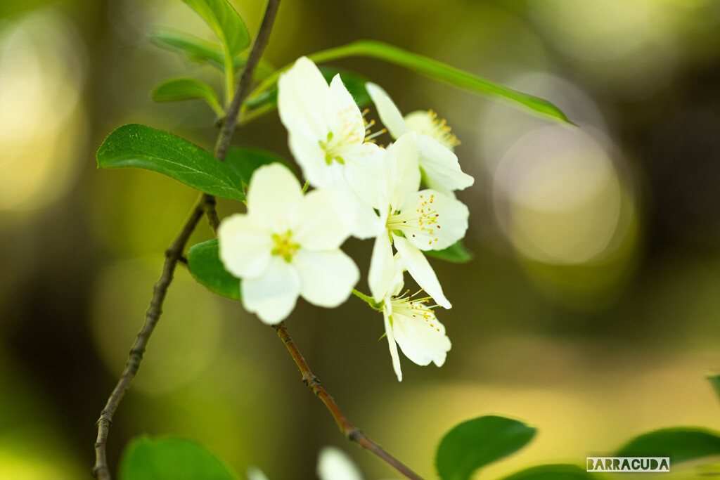 ツクシカイドウ