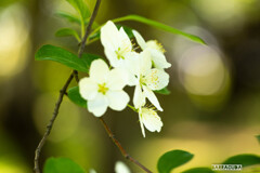 ツクシカイドウ