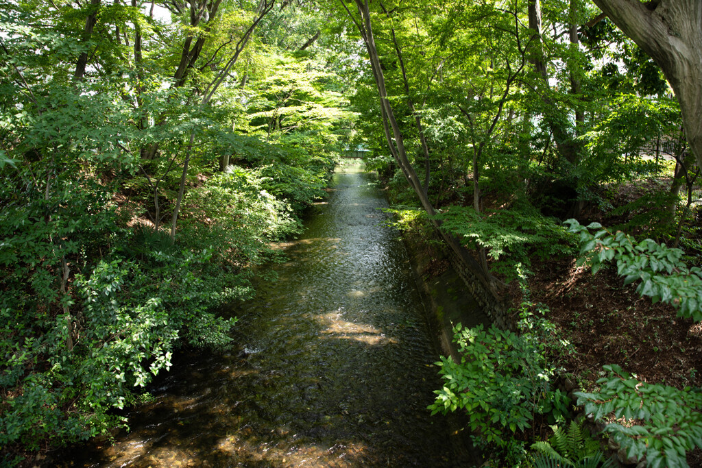 玉川上水緑道シリーズ２