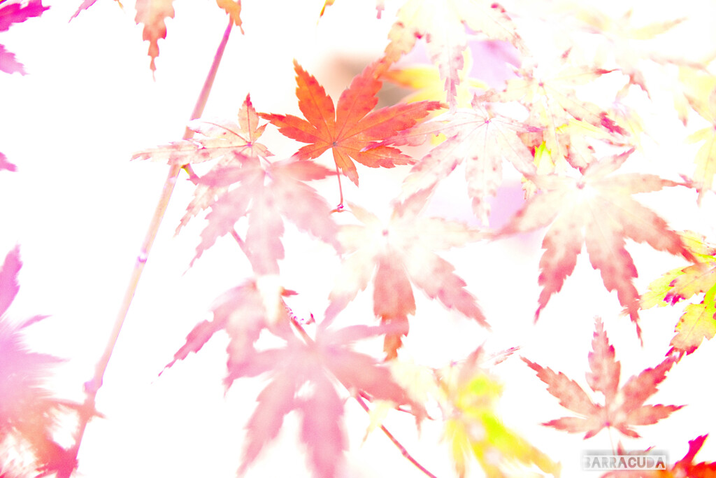 九品仏再び　もみじ