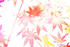 九品仏再び　もみじ