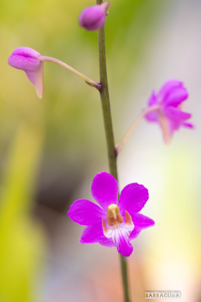灼熱の小石川植物園⑧