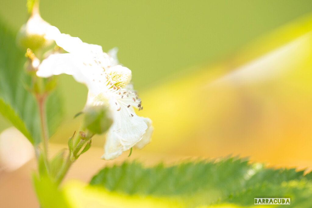 陽ざしを浴びるカジイチゴの花
