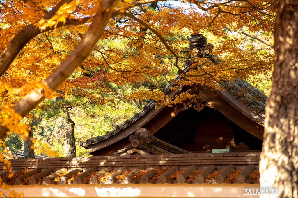 最後の紅葉・三渓園②