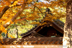 最後の紅葉・三渓園②